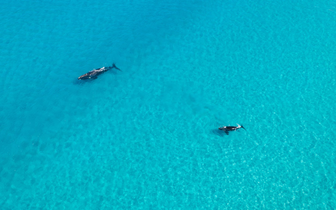 Two whales in the ocean