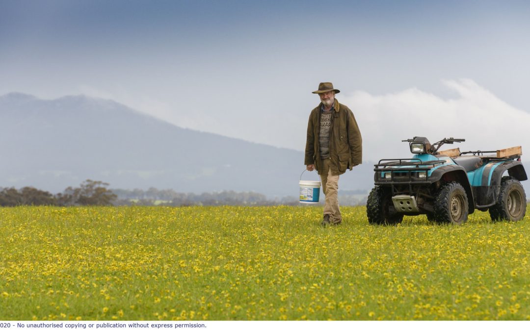 Sam Neil, a male actor, walks through a field of yellow canola with a tractor in the background and rolling hills in the distance.