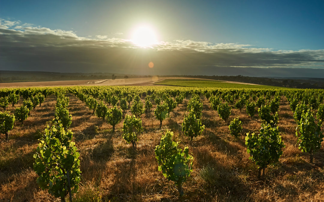 Swinney named number one vineyard in Australia