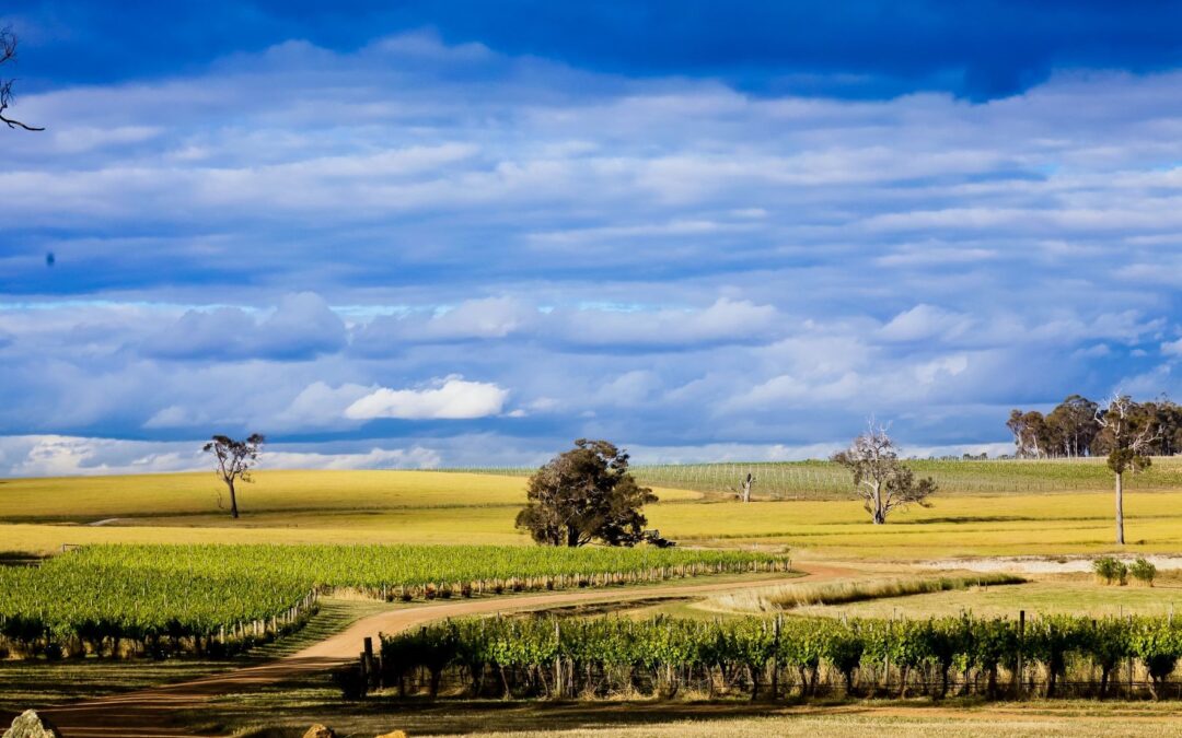 Riesling: A Great Treasure to be Discovered in Western Australia’s South